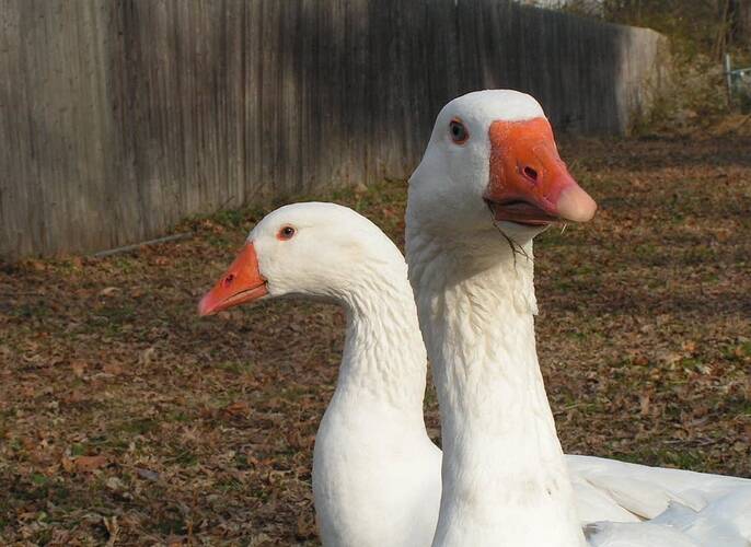 5affd9-splendid-table-geese